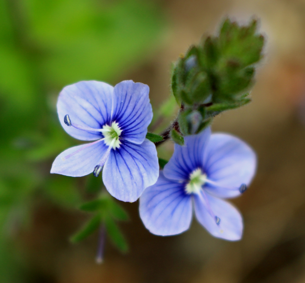 blue wild flower