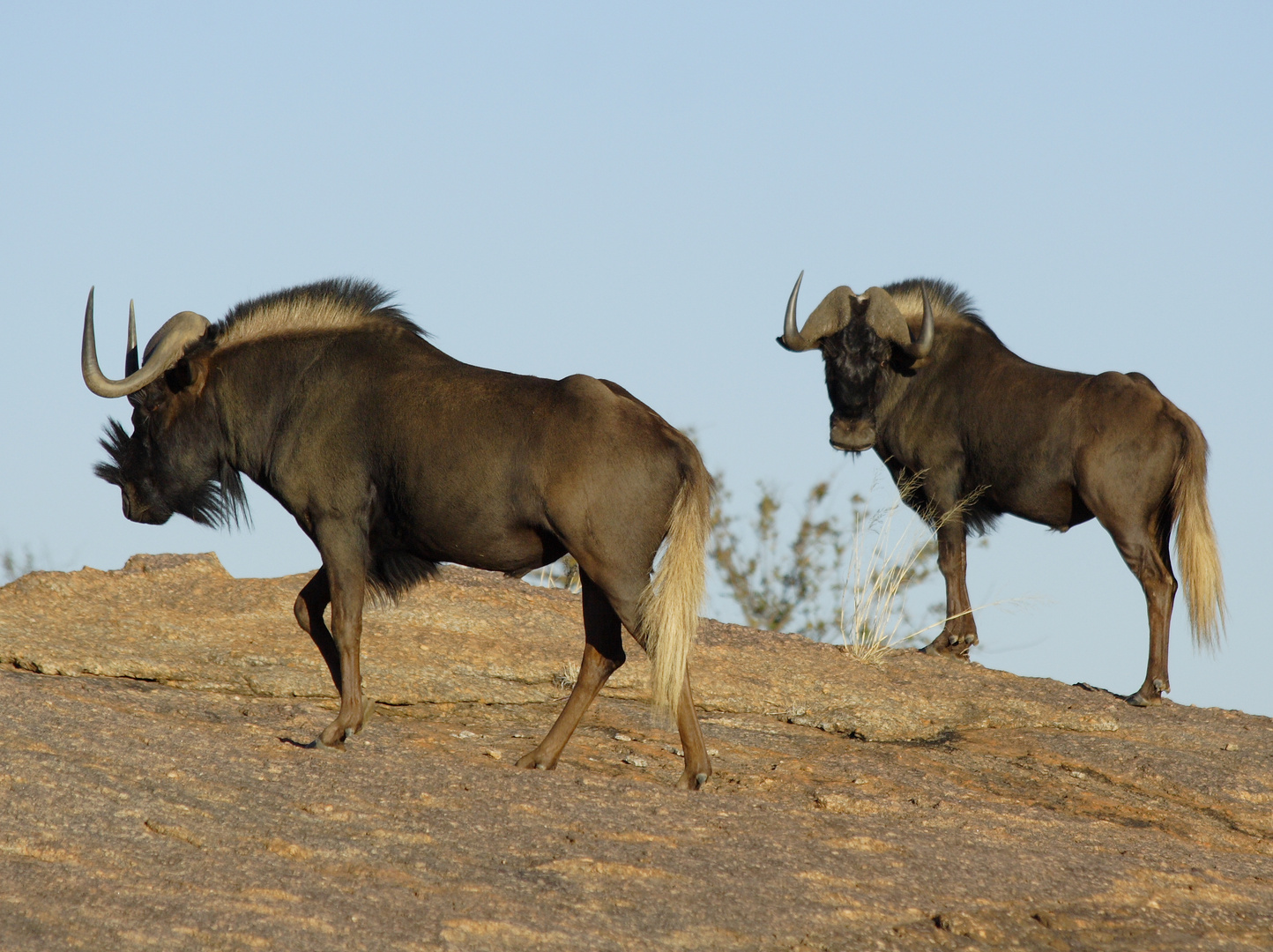 Blue Wildebeest