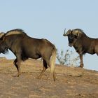 Blue Wildebeest