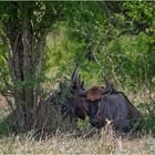 Blue Wildebeest