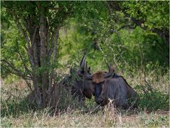 Blue Wildebeest