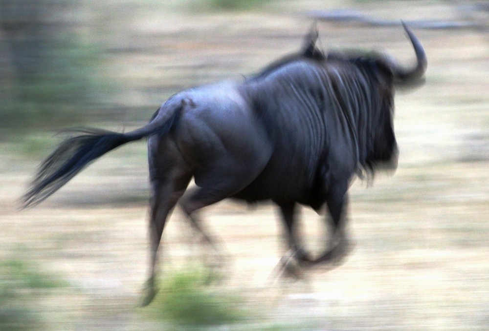 Blue Wildebeest (Gnu) im Balule Nature Reserve, Südafrika