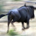 Blue Wildebeest (Gnu) im Balule Nature Reserve, Südafrika