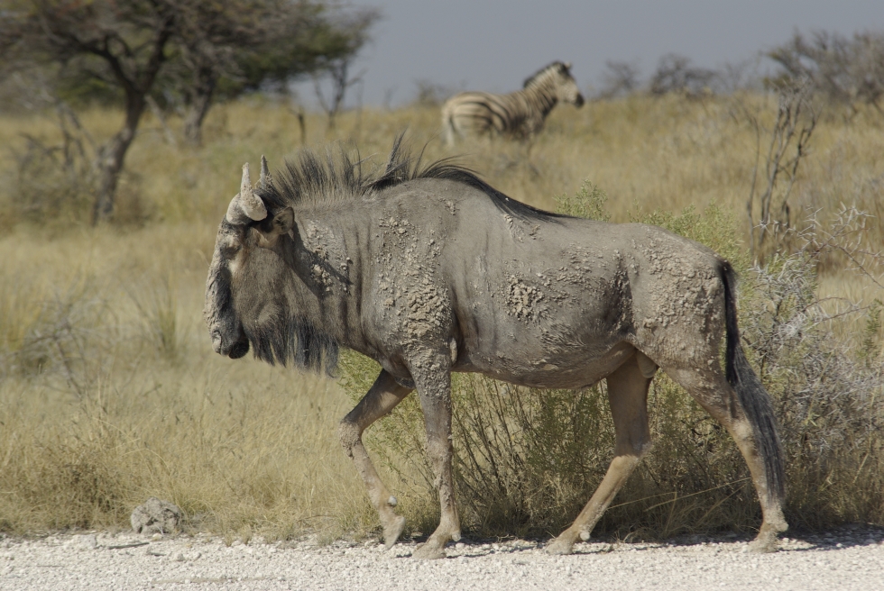 Blue Wildebeest in Namibia