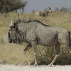 Blue Wildebeest in Namibia