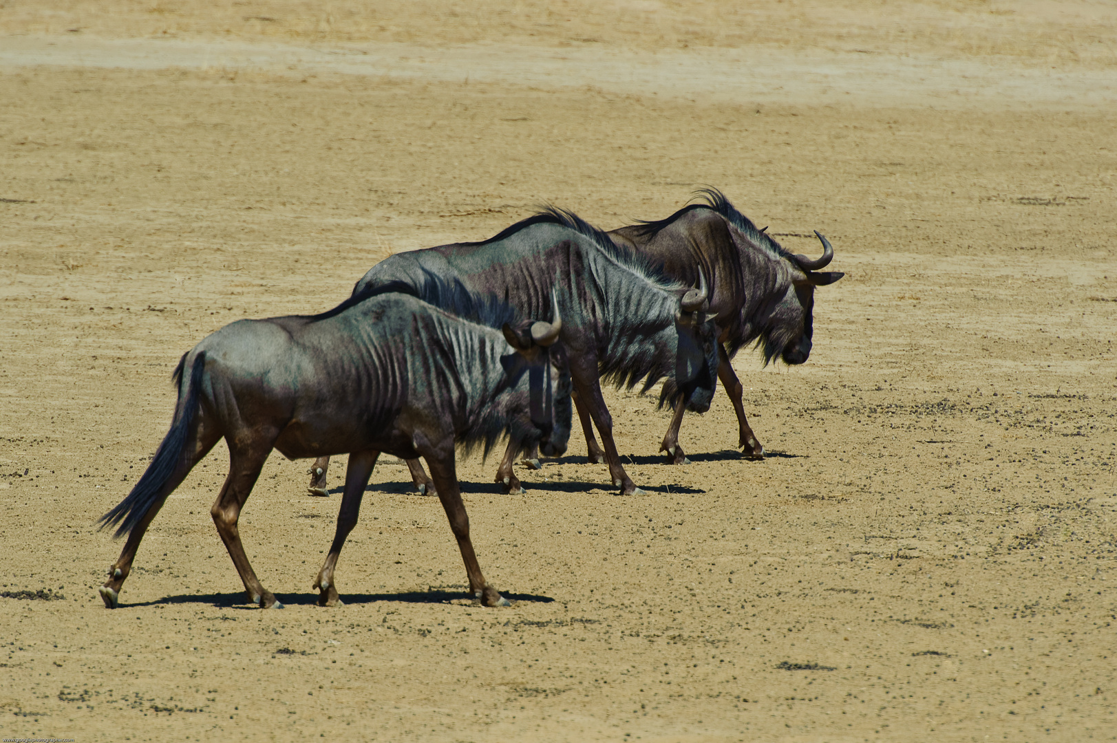 Blue Wildebeest in step