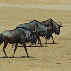 Blue Wildebeest in step