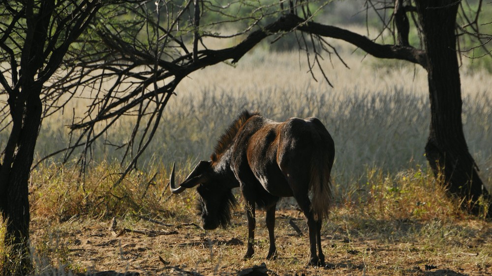 Blue Wildebeest, Khomas, Namibia