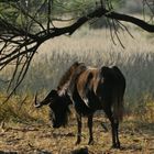 Blue Wildebeest, Khomas, Namibia