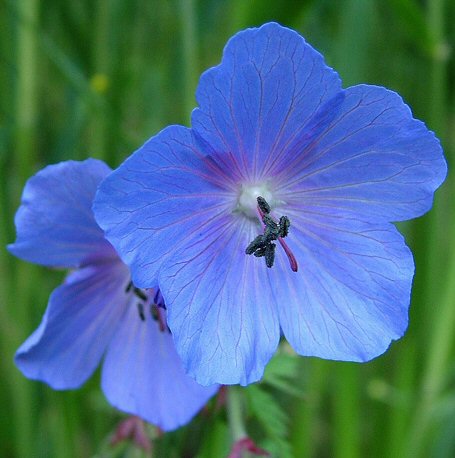 blue wildflower