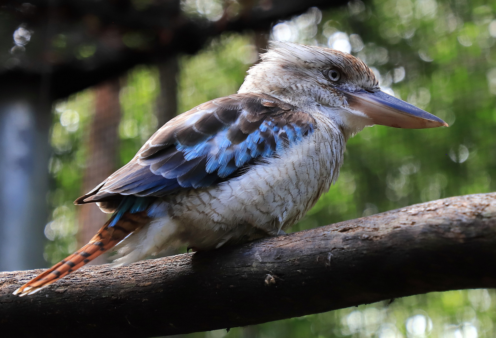 blue winged kookaburra