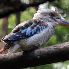 blue winged kookaburra