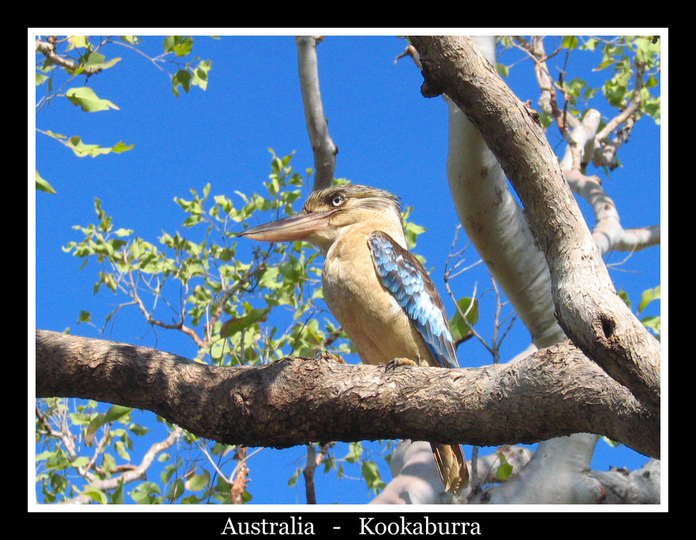 Blue Winged Kookaburra