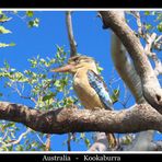 Blue Winged Kookaburra