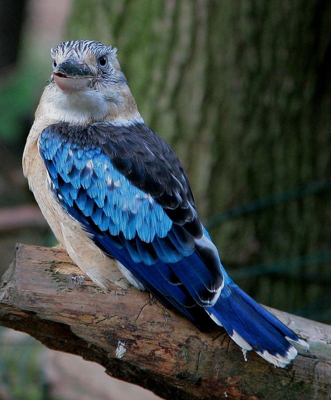 Blue Winged Kookaburra