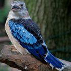 Blue Winged Kookaburra