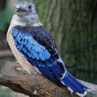 Blue-Winged Kookaburra