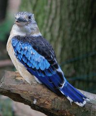 Blue-Winged Kookaburra