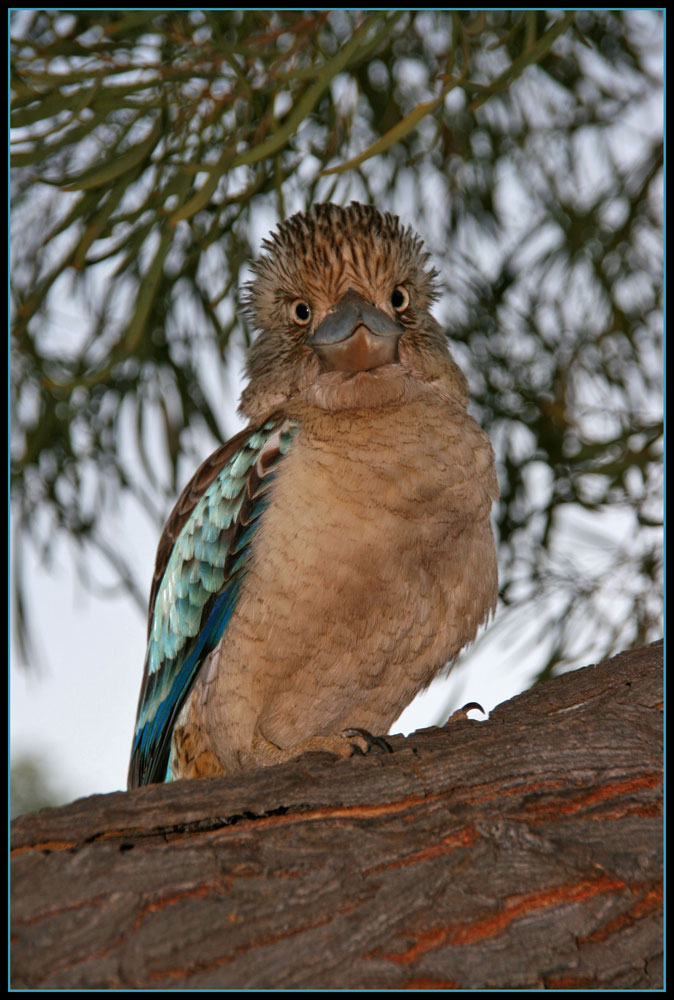 Blue-winged Kookaburra