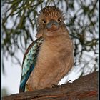 Blue-winged Kookaburra