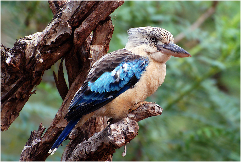 Blue-winged Kookaburra