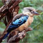 Blue-winged Kookaburra