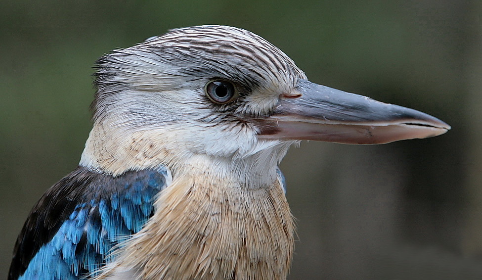 Blue Winged-Kookaburra