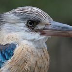 Blue Winged-Kookaburra