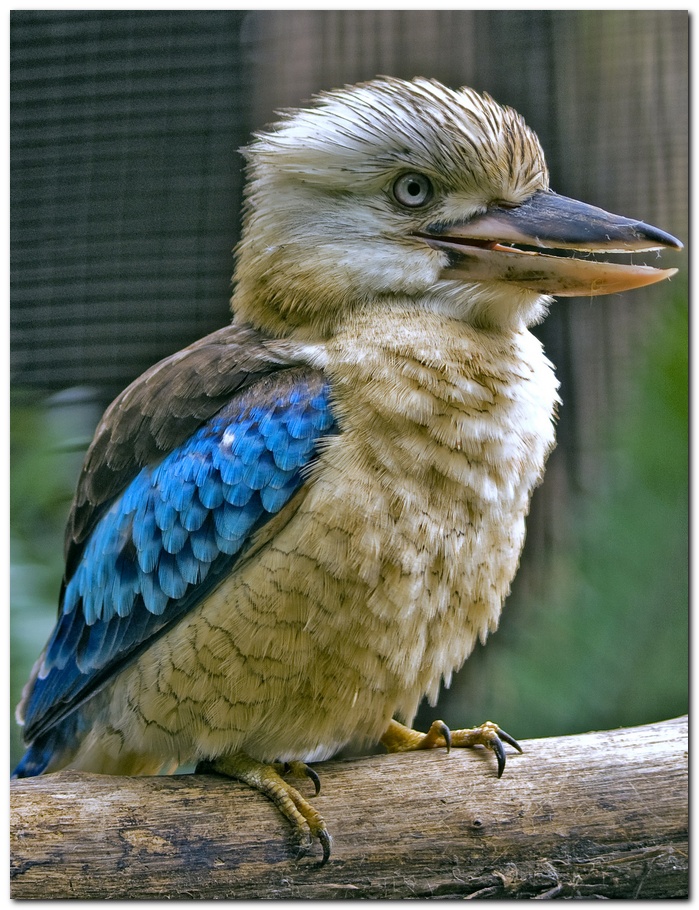 Blue-winged Kookaburra