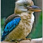 Blue-winged Kookaburra