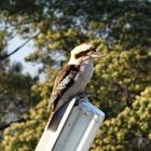 Blue-winged Kookaburra