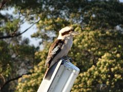 Blue-winged Kookaburra