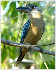 Blue Winged Kookaburra