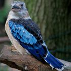 Blue winged Kookaburra