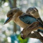 Blue Winged Kookaburra