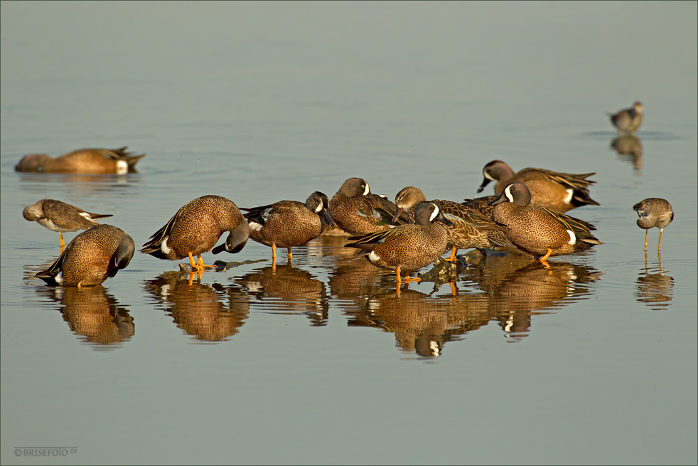 Blue Winged Teal