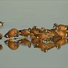 Blue Winged Teal