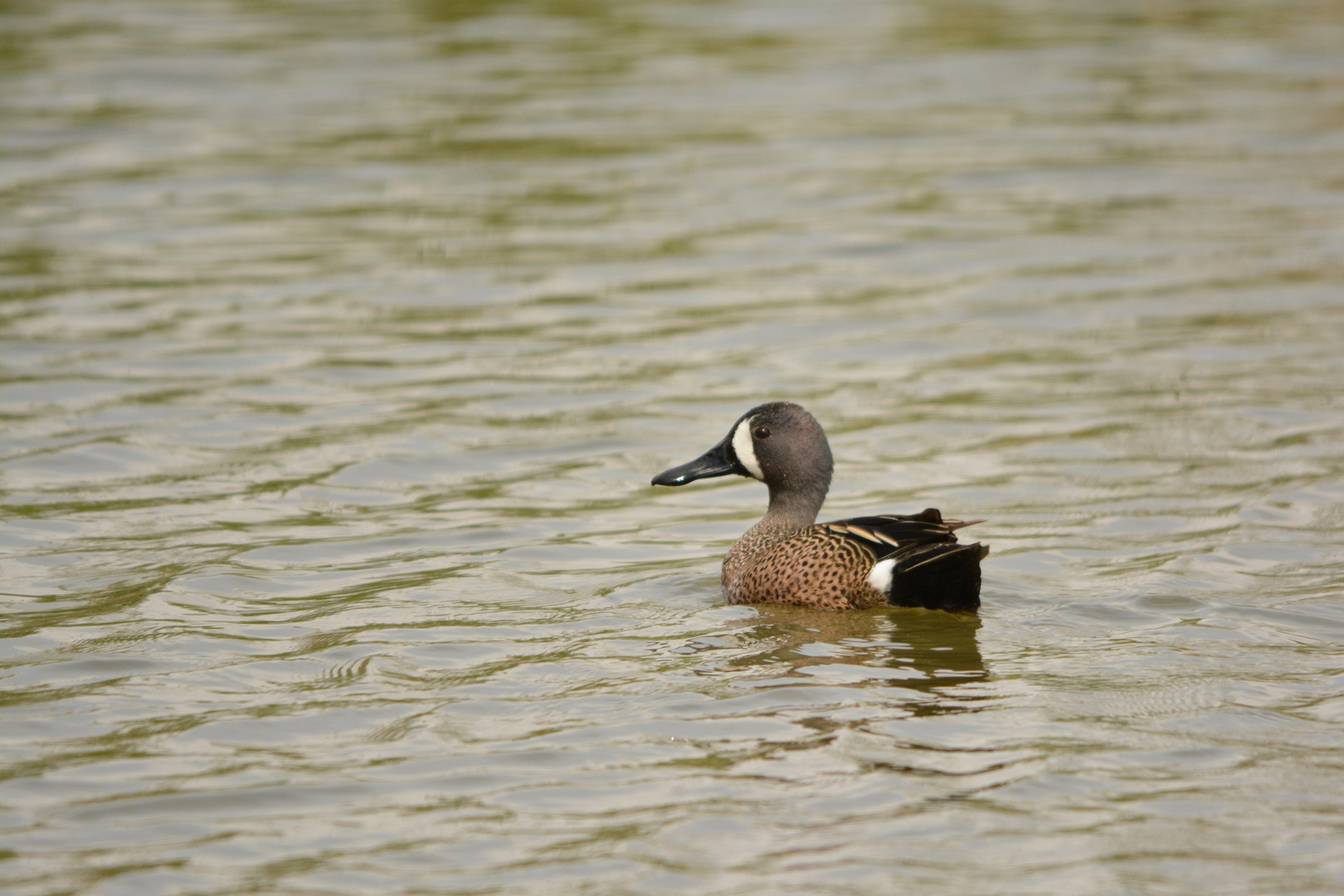 Blue-winged Teal