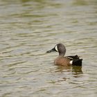 Blue-winged Teal