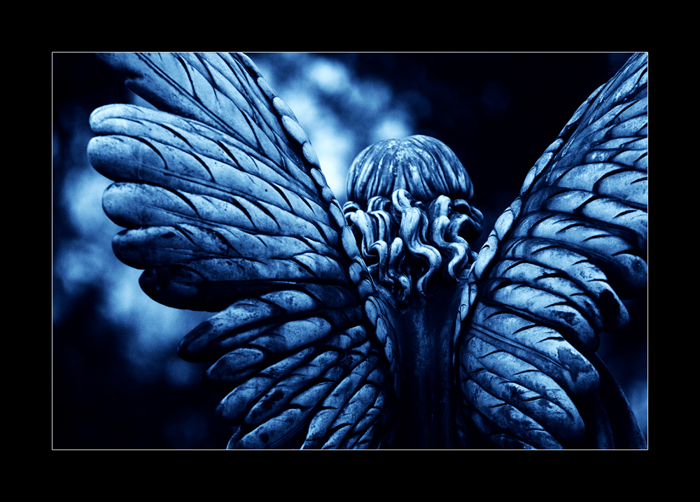 blue wings