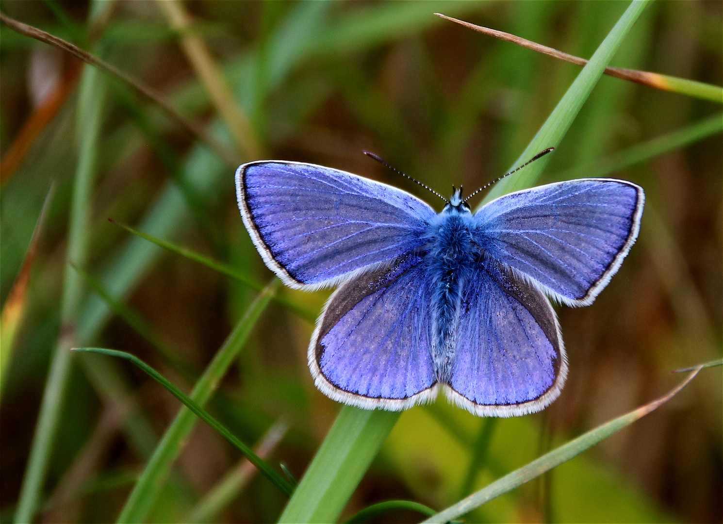 ° blue wings °