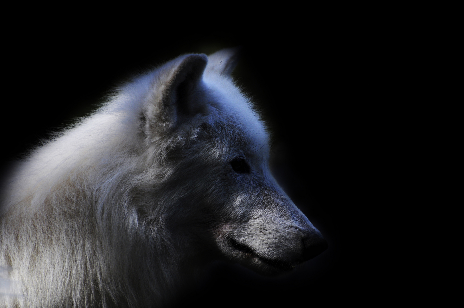 Blue Wolf - 2