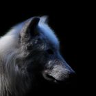 Blue Wolf - 2