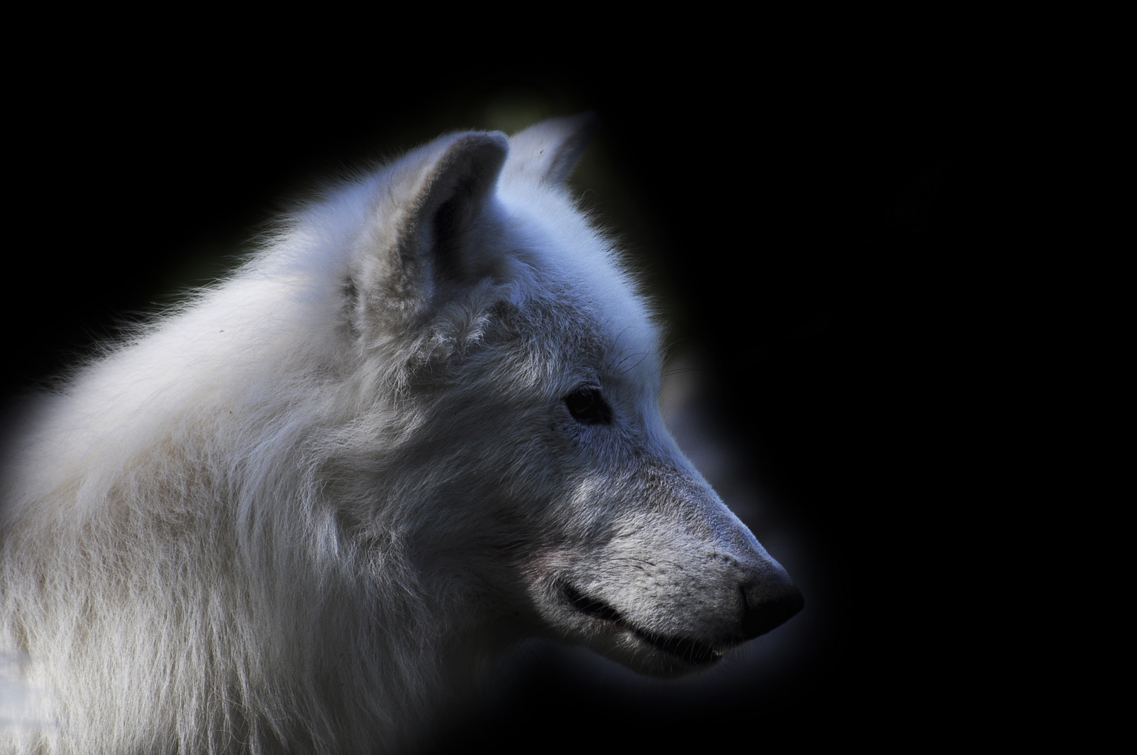 Blue Wolf