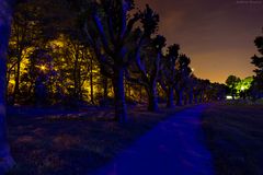 Blue Wood