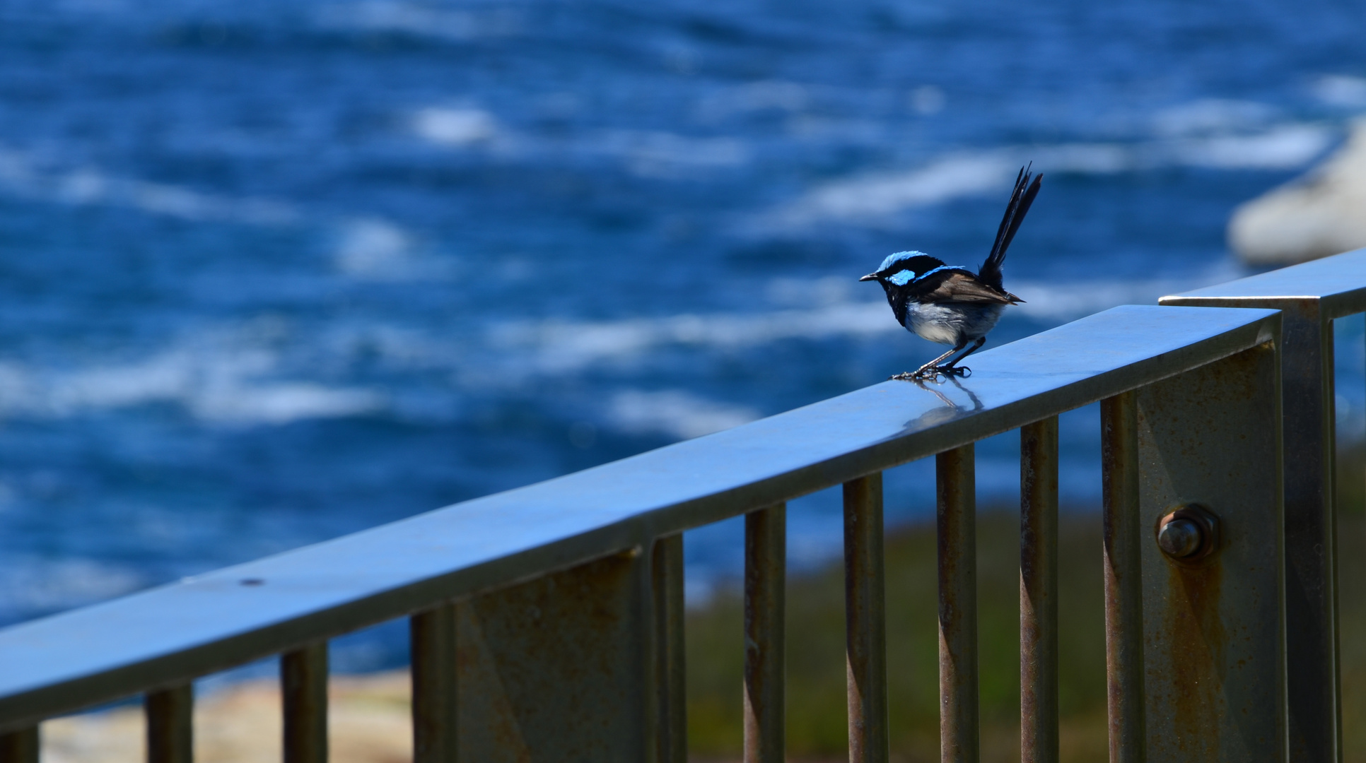 Blue Wren