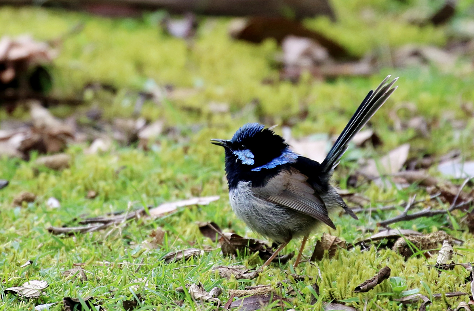 Blue Wren (m.) ...