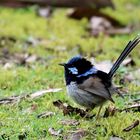 Blue Wren (m.) ...