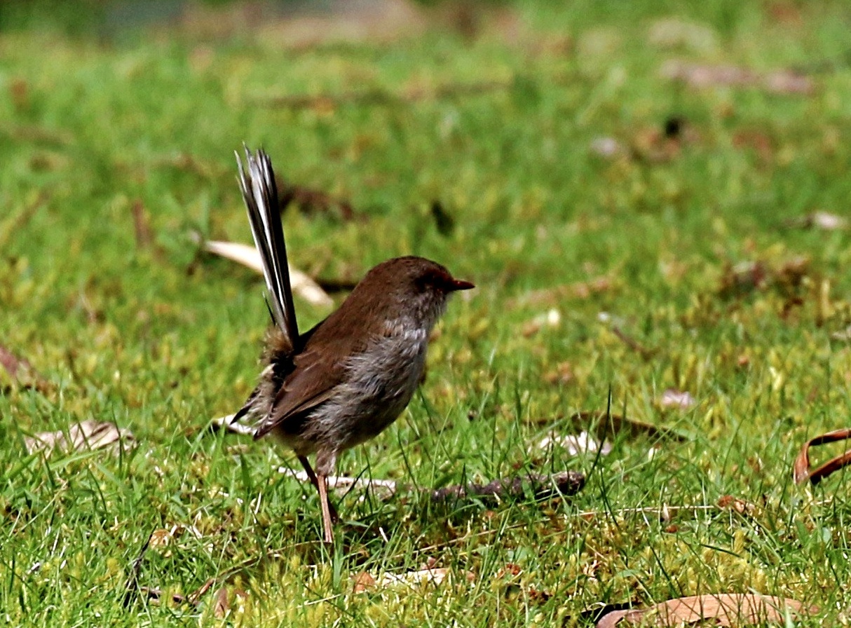 Blue Wren (w.)