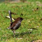 Blue Wren (w.)